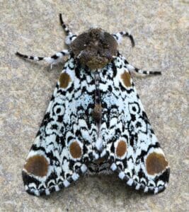 Harris’s Three-spot (Harrisimemna trisigmata)