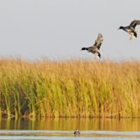 Stories about Wetlands in Canada