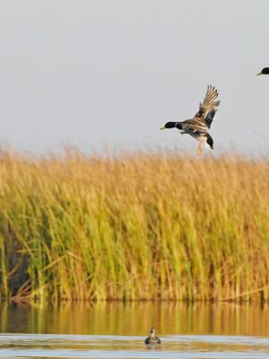2023 Waterfowl Season Outlook