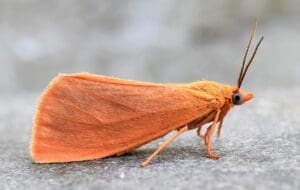 Orange Virbia (Virbia aurantiaca)