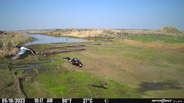 Caught in a (camera) trap: Northern shoveler drakes erupt into flight at the Hannotte wetland, a record-breaking conservation project in Saskatchewan thanks to DUC's Kevin Rozdeba and local landowners. Yorkton office staff set up game cameras on the project to capture the succession of changes in wetland plants and animals over time. 