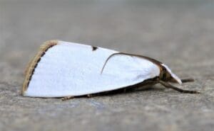 Snowy Urola (Urola nivalis)