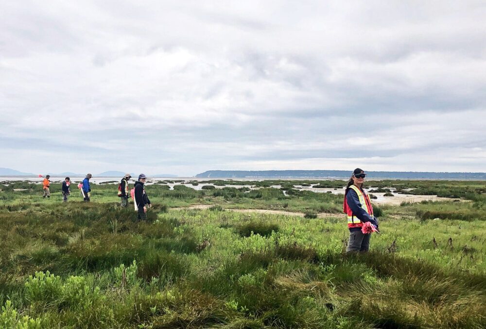 Field crews mark Spartina sites.