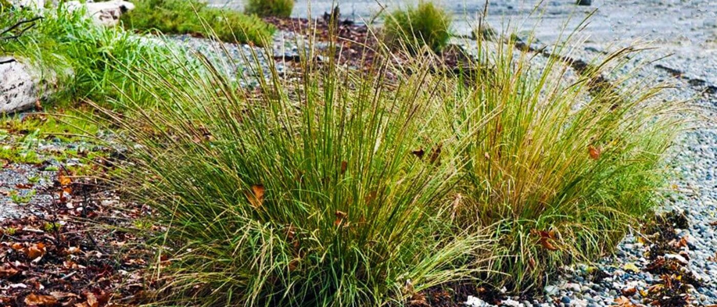 Native to parts of Europe and the east coast of North America, invasive Spartina was discovered in B.C. mud flats in the early 2000s and has been spreading.