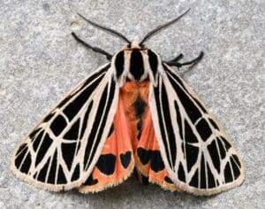 Virgin Tiger Moth (Grammia virgo)