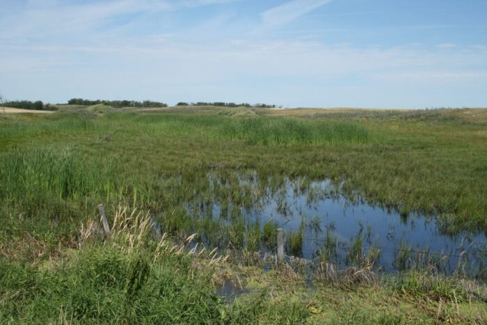 The Adam Herold Project includes roughly 190 acres of aspen bluffs, wetlands, and native and tame grassland. 