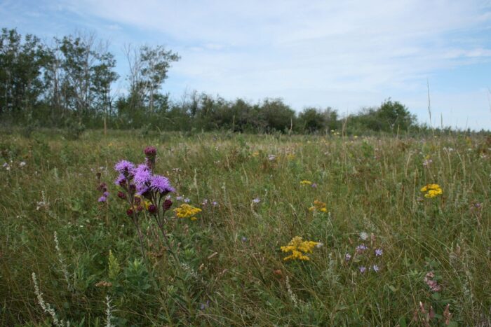 Prairie wildflowers add a burst of colour to the Adam Herold Project.