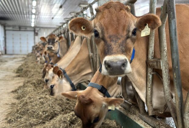 Manitoba dairy farm works with nature