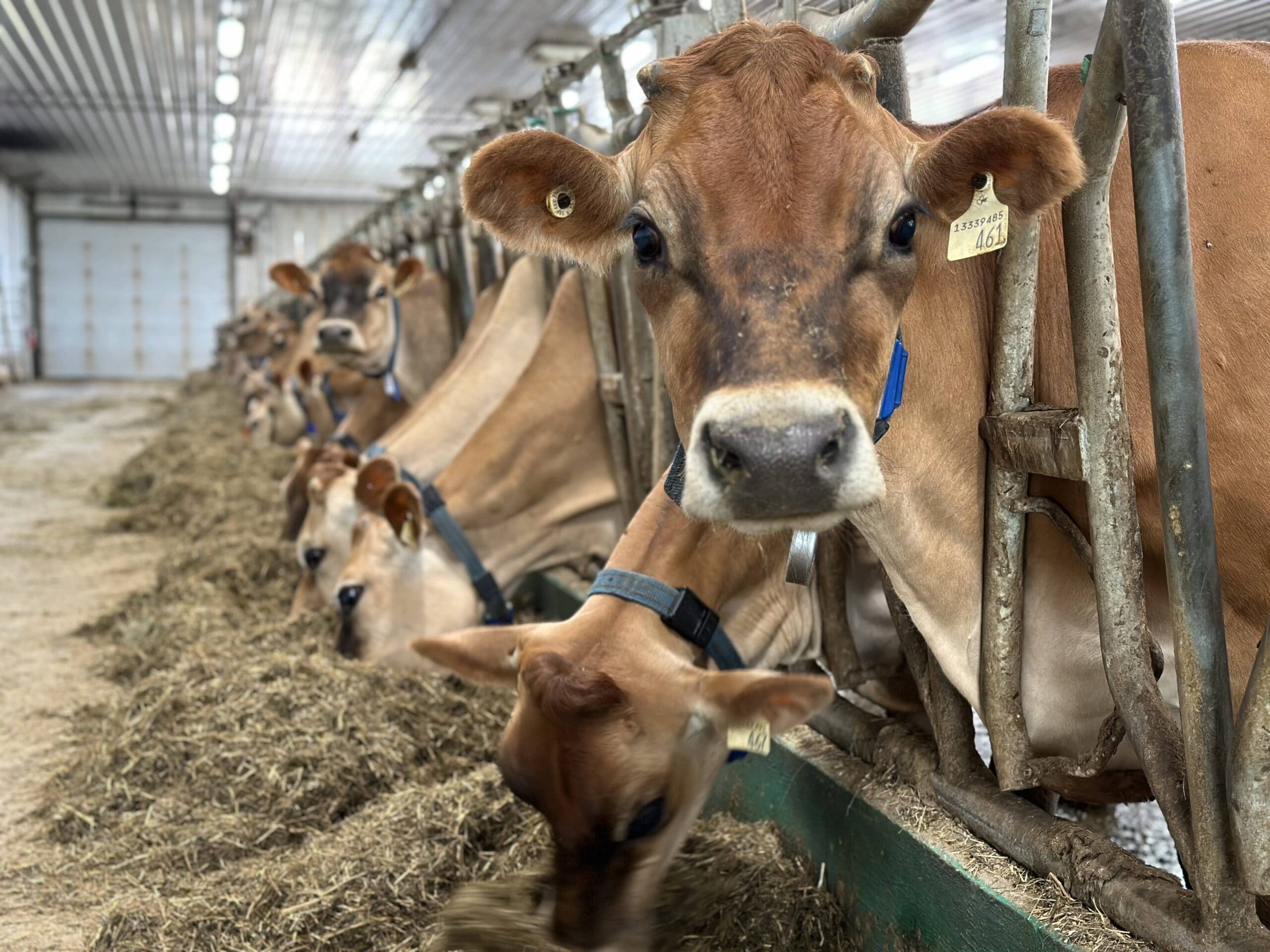Manitoba dairy farm works with nature — Ducks Unlimited Canada