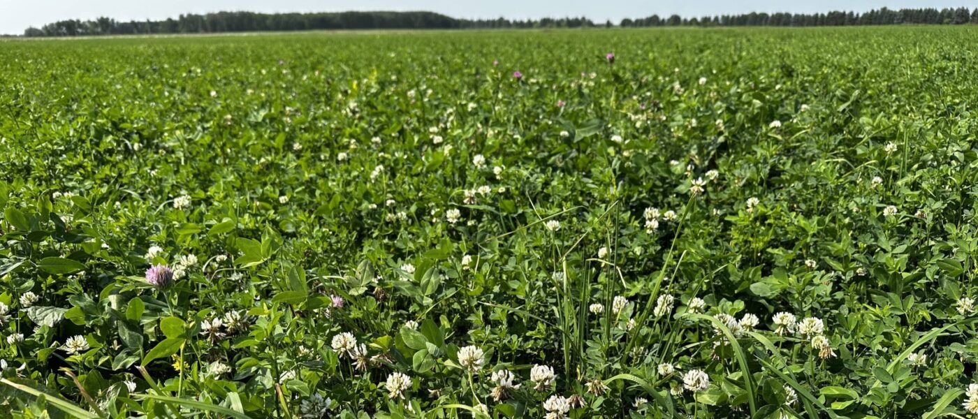 Perennial crops, like clover, are critical to a thriving ecosystem that supports pollinators and soil health, among many benefits.