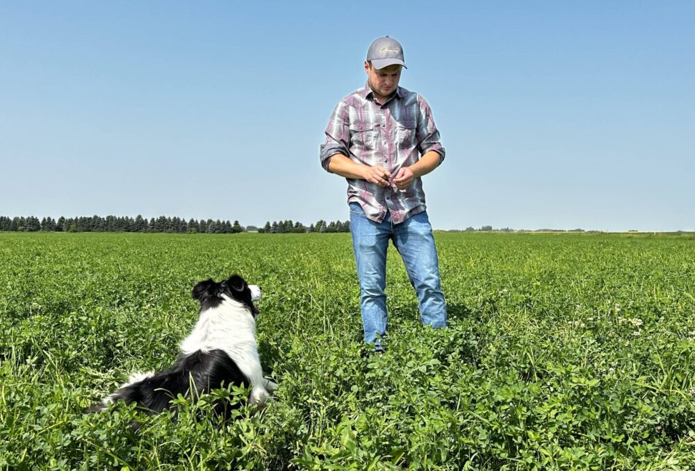 Sean Smith inspects a forage crop on his farm. Forage provides quality feed for his dairy herd, while improving overall landscape health. 