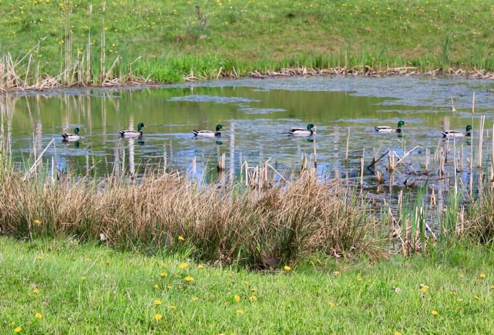 Ducks get in a row on a restored pond on the Rustaret Farm.