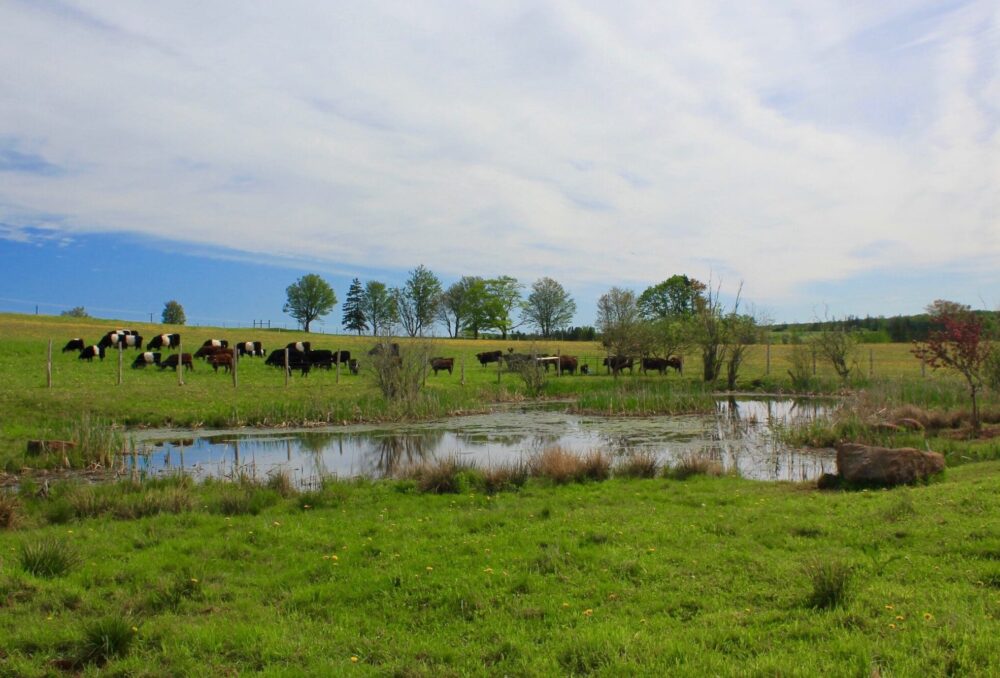 One of the wetlands restored on the property through DUC's small marsh program.