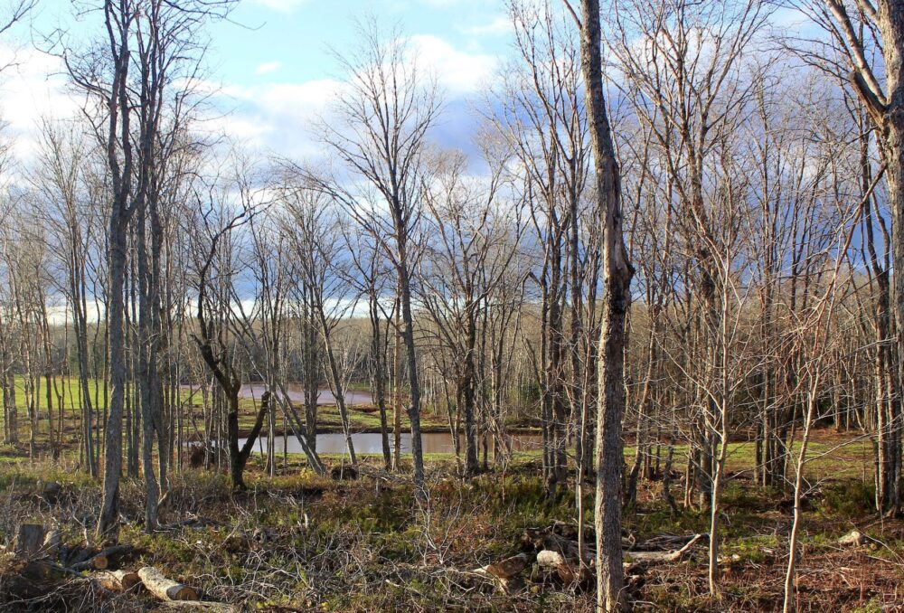 Excavation of a small pond to be restored to its full potential for wildlife and other benefits.