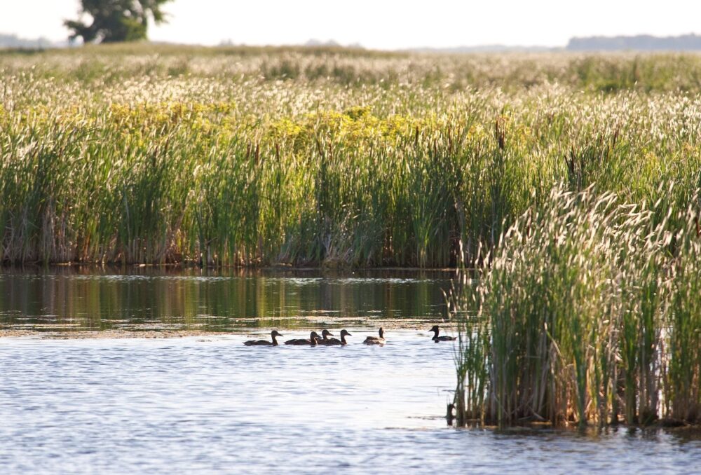 Prairie pothole marsh with swimming ducks