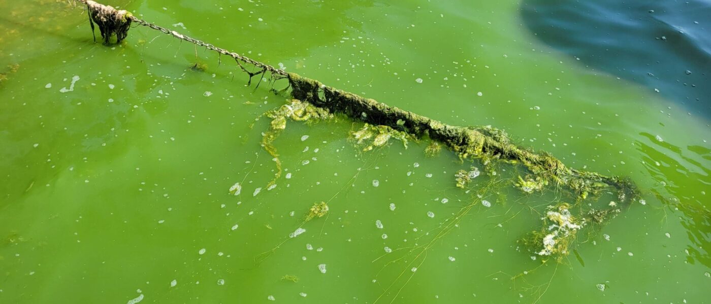 Saskatchewan pea soup: The Calling Lakes chain suffers from algae blooms of increased severity, frequency and duration