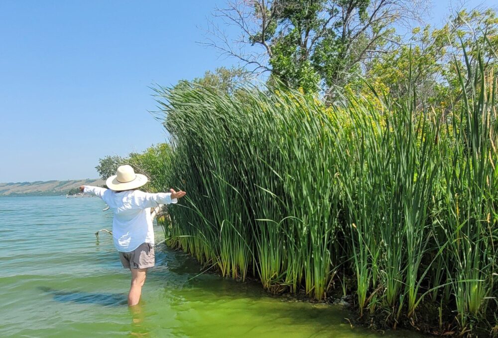 Ta-da by the cattails: MacPherson’s rewilding project on the Katepwa Lake shoreline is an alternative to fertilized lawn and beach