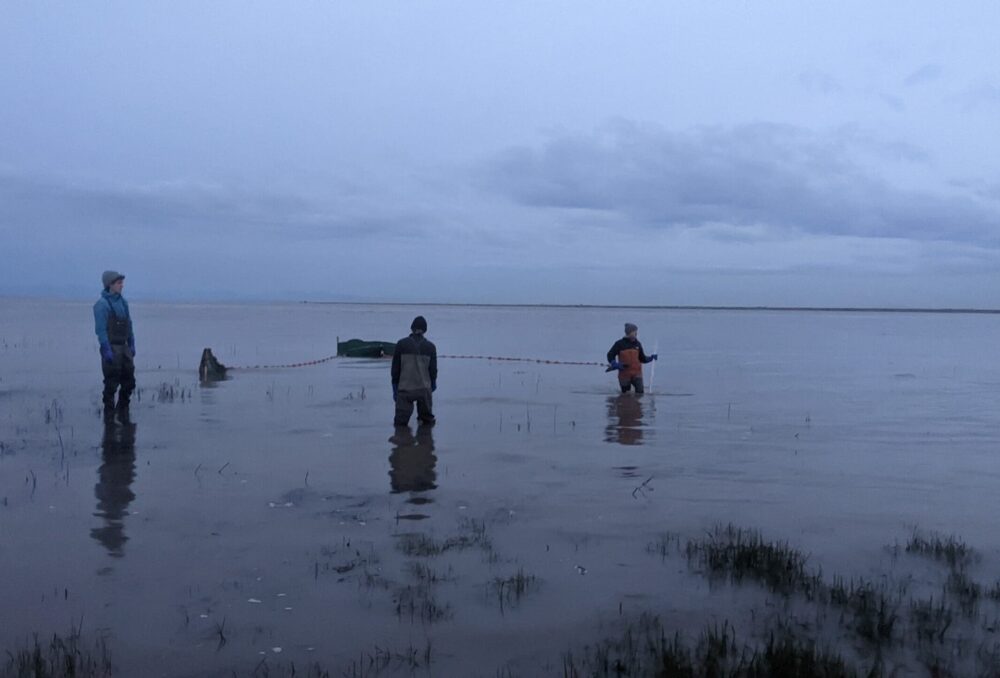 Raincoast Conservation Foundation has partnered with DUC since 2018 on successful restorations in the Fraser River Estuary.