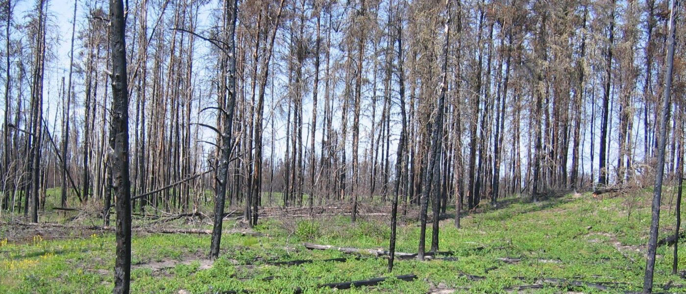 Canadian forest post-burn