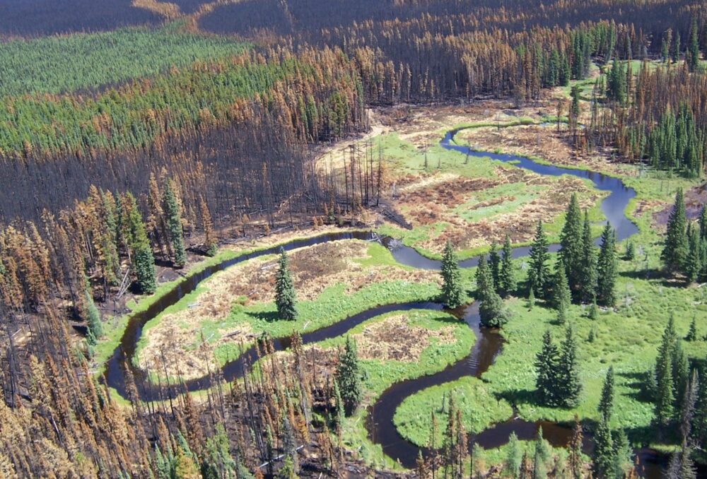 The damp soils of wetlands can offer natural boundaries for wildfires. 