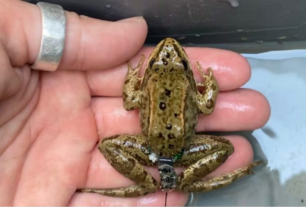 University of British Columbia master's student Megan Winand holds a frog with an attached transmitter in this undated handout photo. 