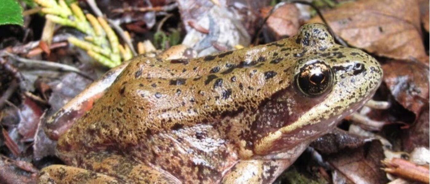 Northern red-legged tree frogs, which reside along the west coast of Vancouver Island, are considered an at-risk species. Their discovery near the Sea to Sky highway expansion led to widespread protests.