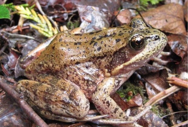 B.C. frog relocation project aims to better understand conservation practice