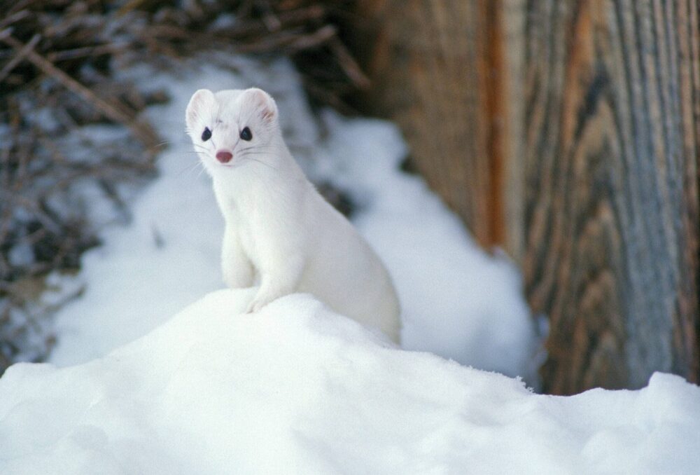 A white-coated wild weasel stands on a snow pile surveying winter in Canada