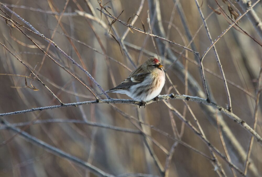 Redpoll finch perched on a branch.
