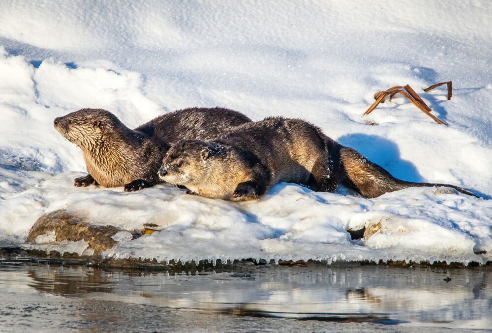 Two river otters at the edge of open water in winter.
