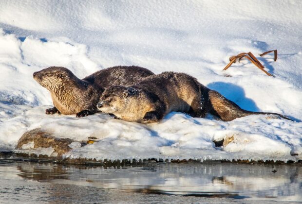 Why do some wildlife species hibernate while others don’t?