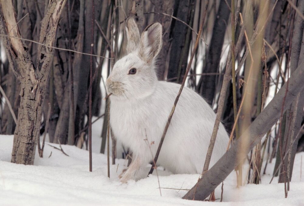 White snowshoe hare tucked into small brush.