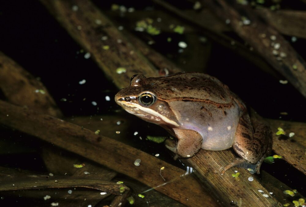 Wood frog in spring vernal pool