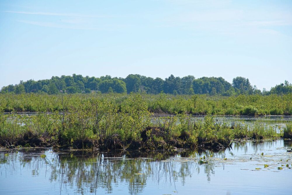 A healthy wetland at Cooper Marsh.