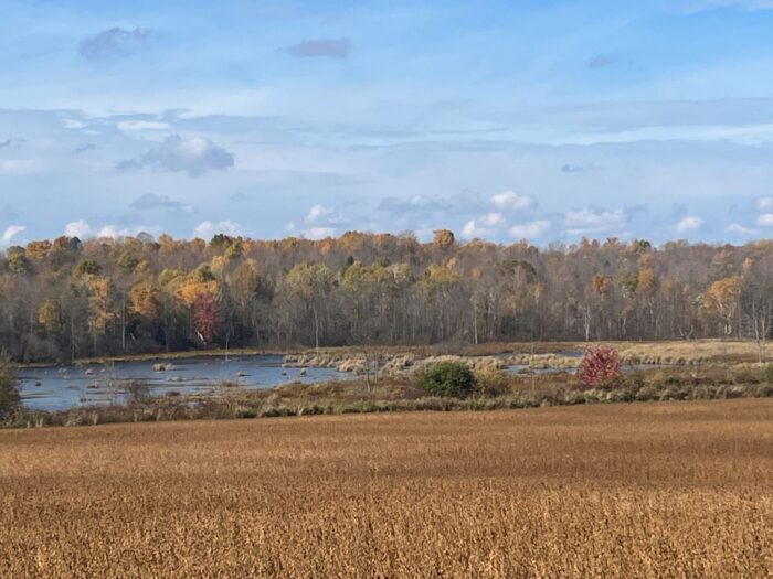 The peace and serenity found here at this Ontario wetland are priceless for the Cowleys and Kelsos.