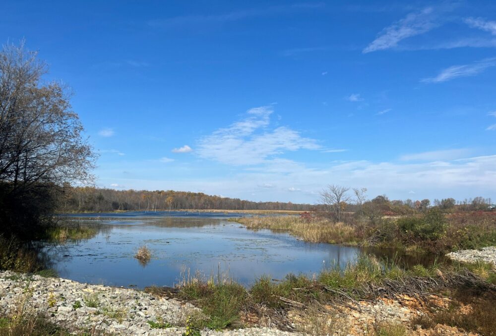 This DUC wetland near Delta is a haven for all kinds of wildlife, much to the joy of the Cowleys and Kelsos.