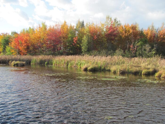 Fall colours at Corbett Brook