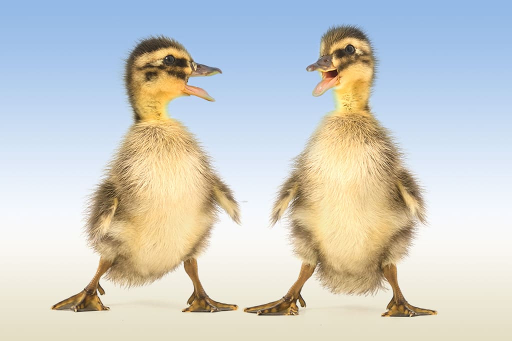 Ducklings! on the App Store