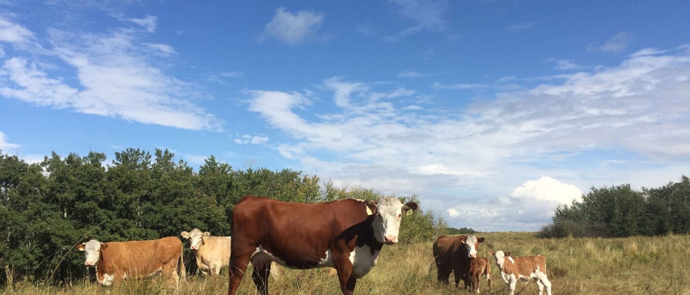 Cattle grazing in pasture