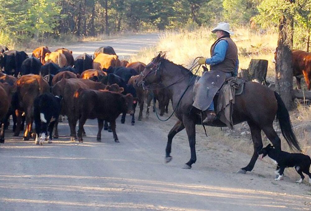 The Haywood-Farmer family noted changes to the hydrology on the ranch—“water in different places, flowing at different times, and an earlier spring freshet”— likely due to fire impacts. 