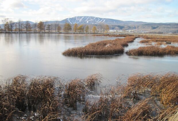 Mission accomplished: Securing a sustainable future for marshes in Quebec’s National Wildlife Areas
