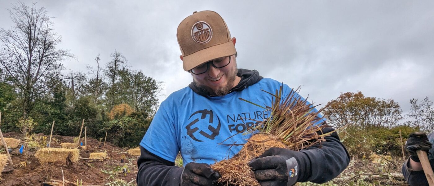 A volunteer loosens the roots of a plant so it can more easily settle into the soil.