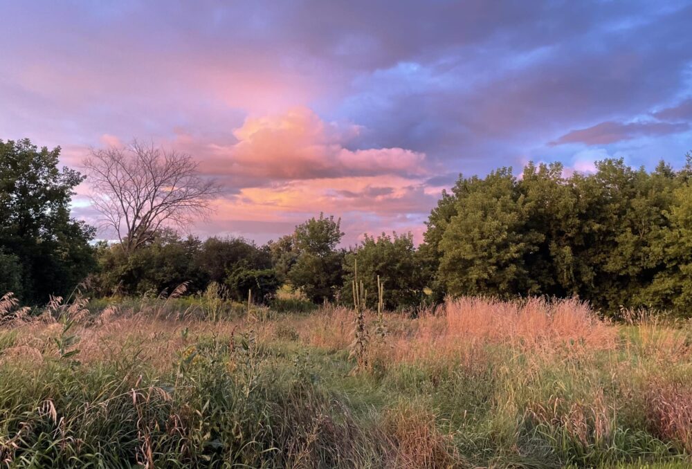 This field at sunset is what existed prior to the DUC-constructed wetland on the Young-Findlay project near Lanark.