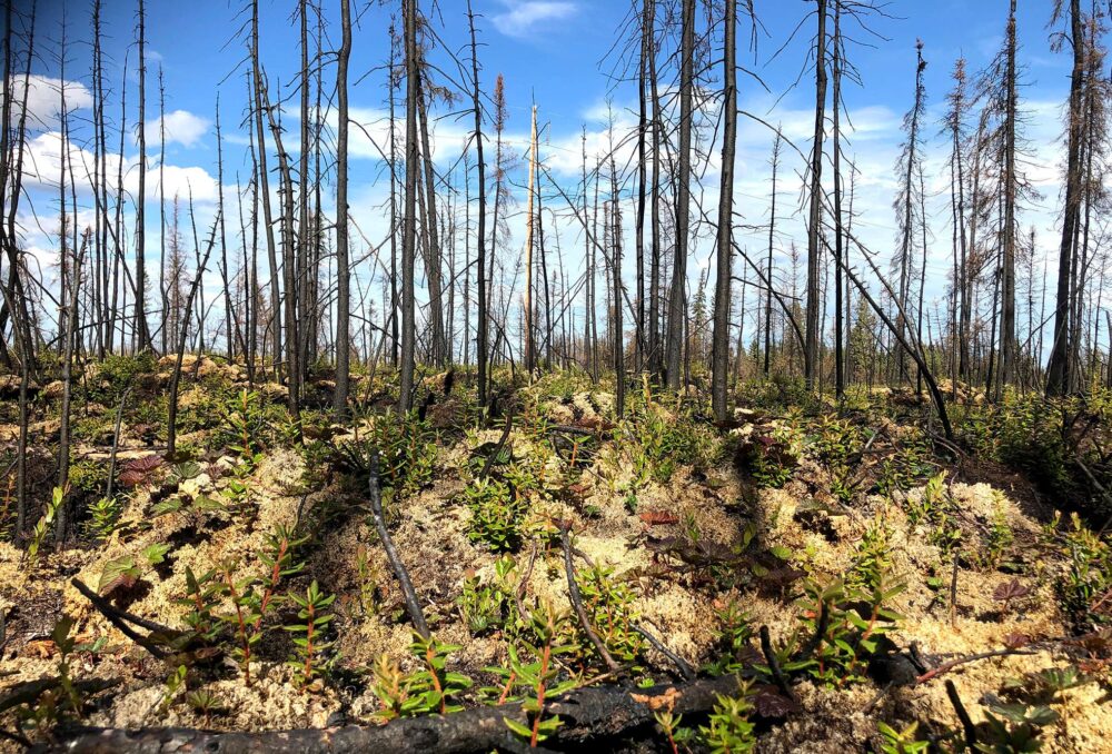 Rebounding vegetation in a boreal forest just three months into post-fire recovery.  
