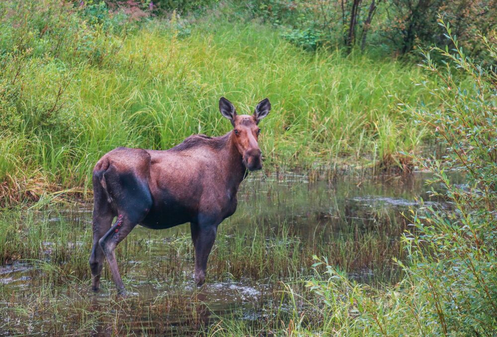 Wildlife, like moose, return to a post-fire landscape when water and vegetation are available again. 