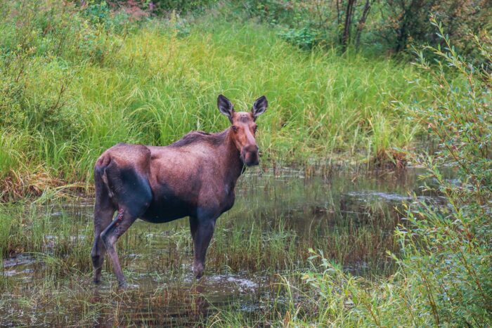 Moose standing in water in a boreal forest setting.