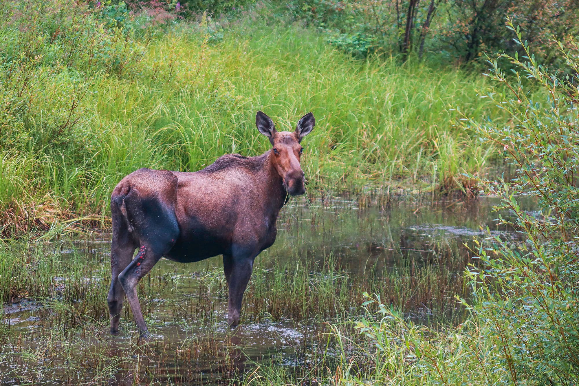 Grounded in the boreal forest — Ducks Unlimited Canada