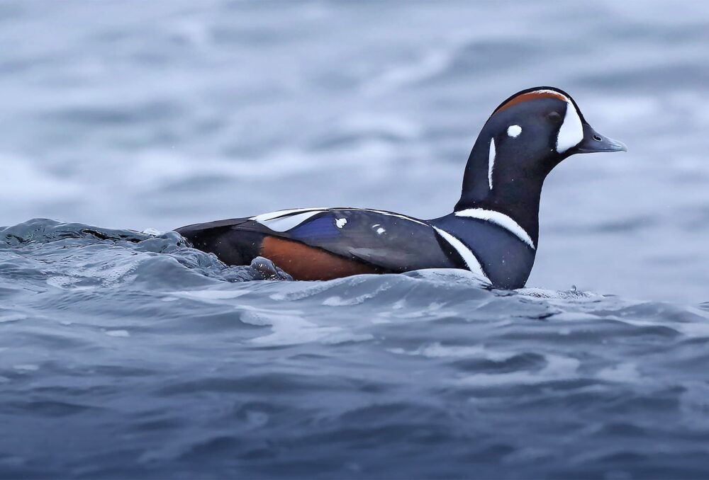 A harlequin duck rides an ocean wave.