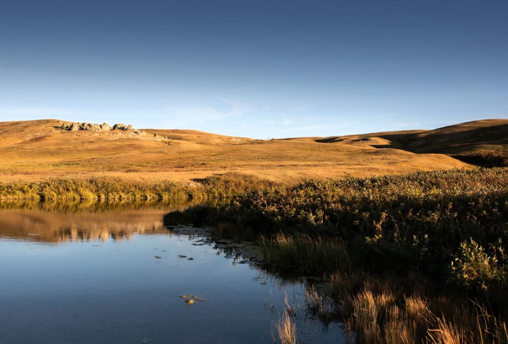 The expanse of native grasslands on the McIntyre Ranch property, and the wetlands they contain, provide critical habitat for many wildlife species such as northern pintail.