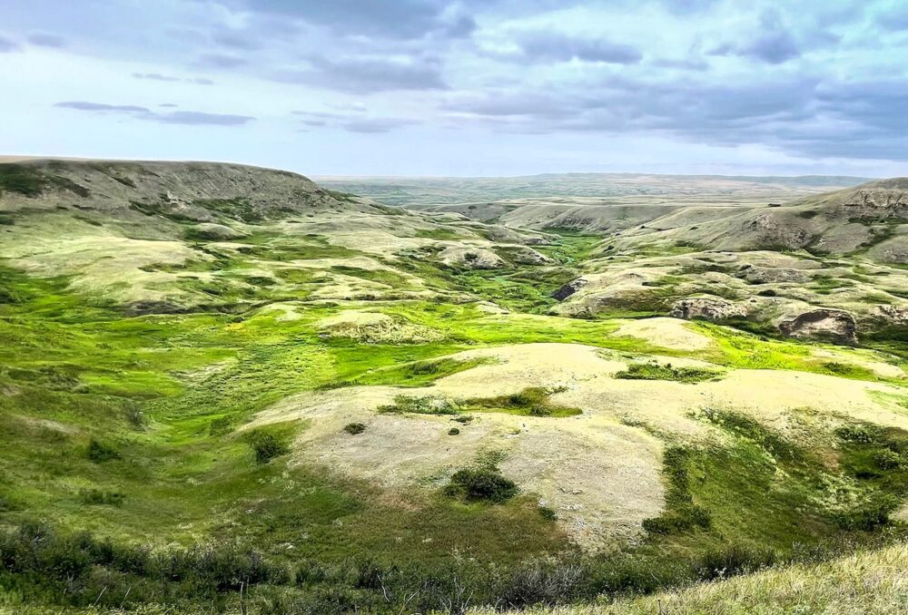 The expanse of native grasslands on the McIntyre Ranch property, and the wetlands they contain, provide critical habitat for many wildlife species. 